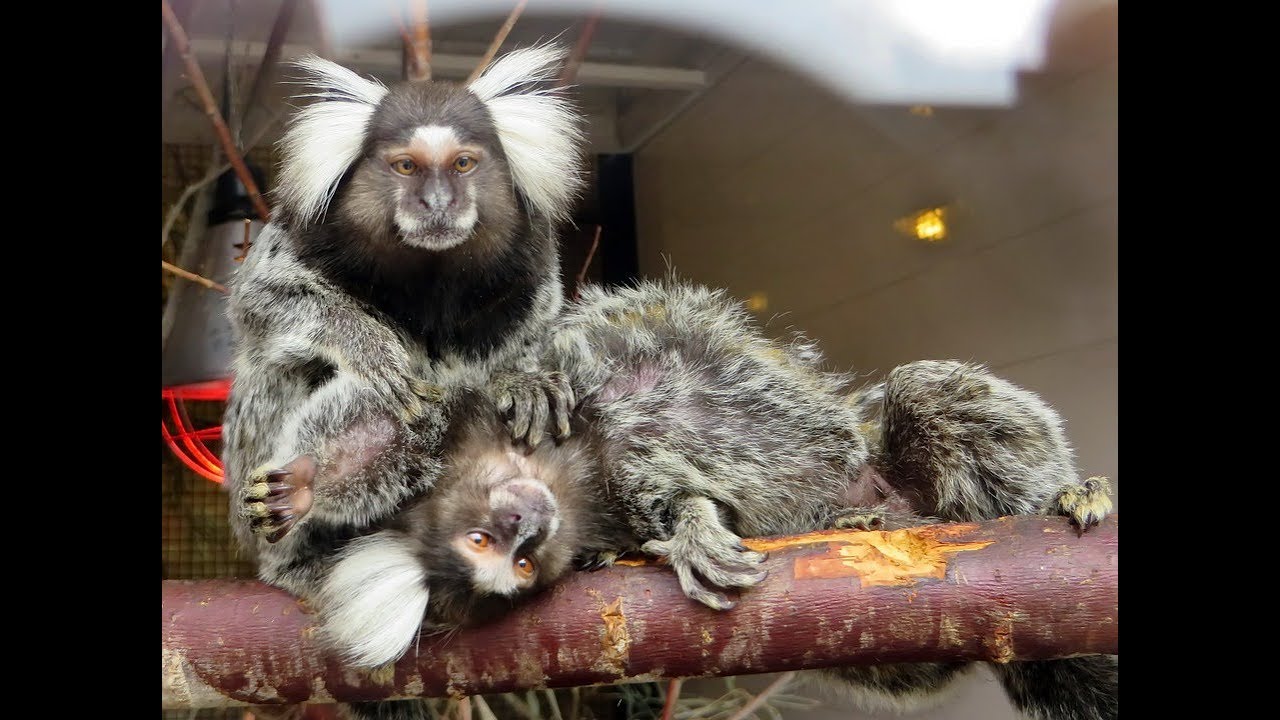 FUNNY MOMENT - Marmoset monkey Relaxing with Boss - ENJOY LIFE