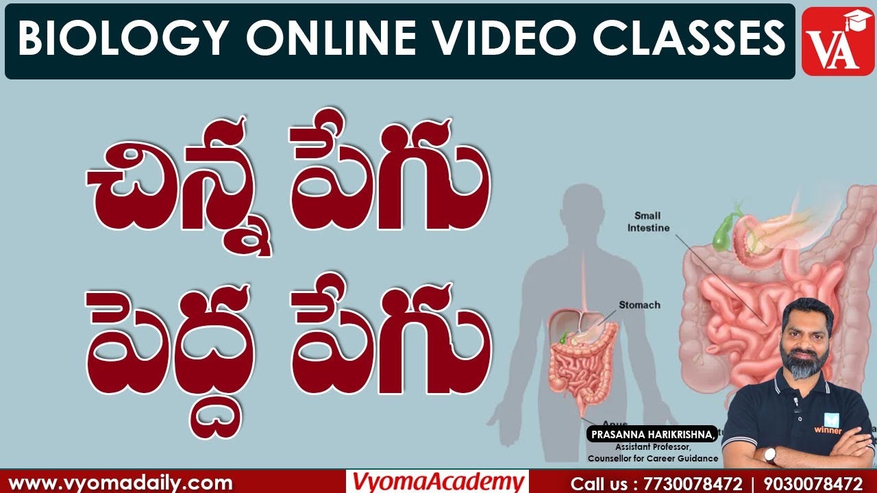 చిన్న పేగు - పెద్ద పేగు | Small & Large Intestine | Prasanna Harikrishna Sir | Vyoma Academy