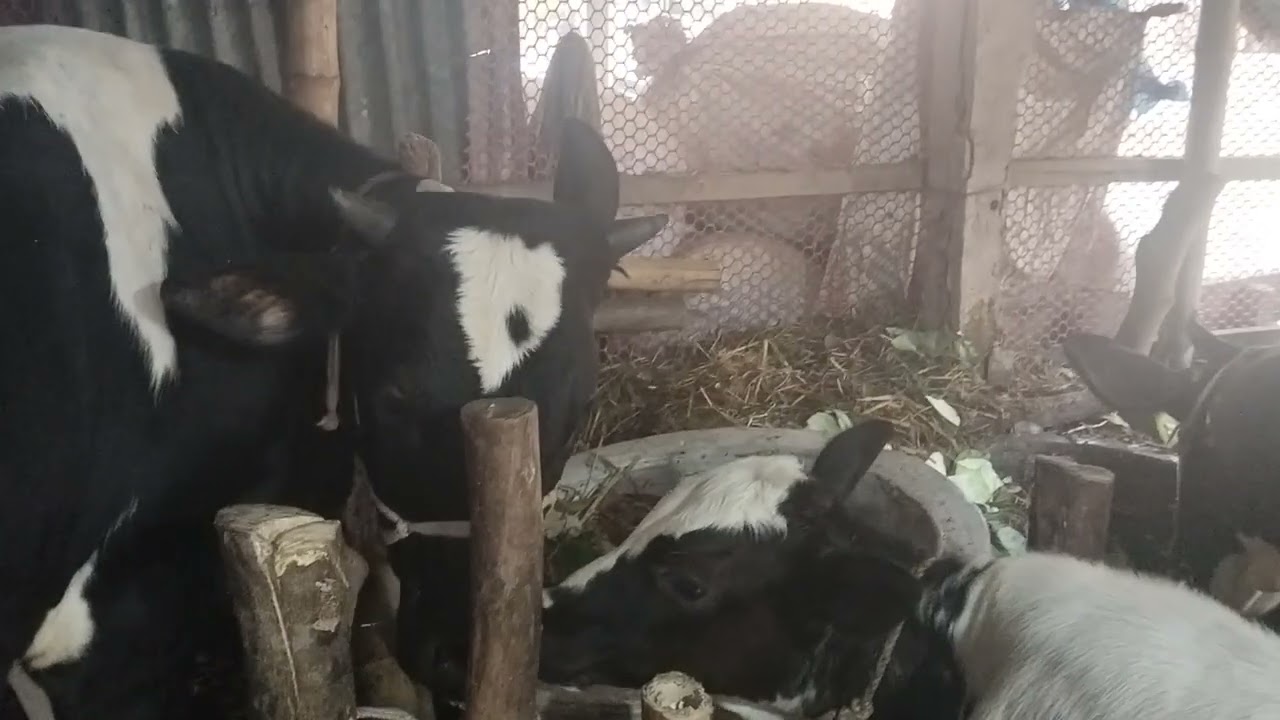 কলতা শ্রী পাঠে অষ্টকালীন লীলা কীর্তনে ভাগবত পাঠ করছেন শ্রী নন্দ গোপাল গোস্বামী।2.3.26.