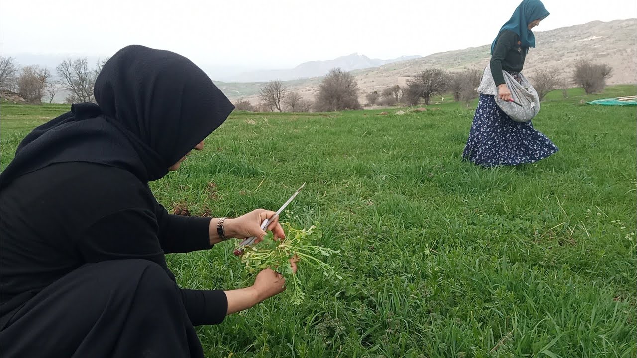 Yabani Otlar Bitkiler Giresun Şebinkarahisar Yenilebilen Otlar Meryem in Lezzetli Yemek Tarifleri