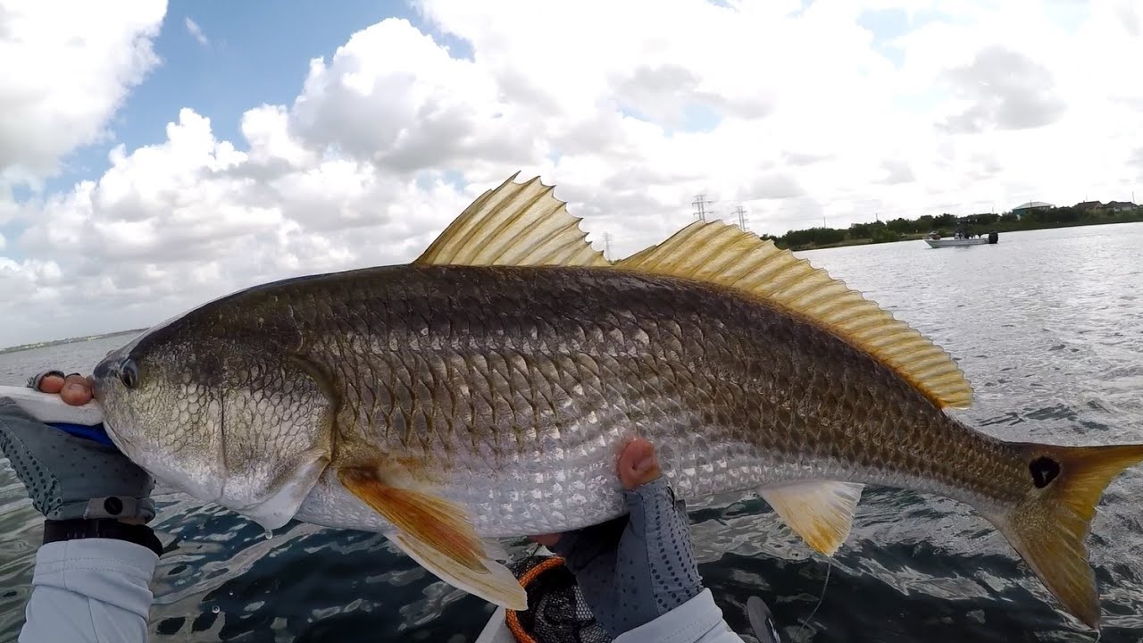Kayak fishing for reds 06/30/24 | Calaveras Lake | San Antonio, TX