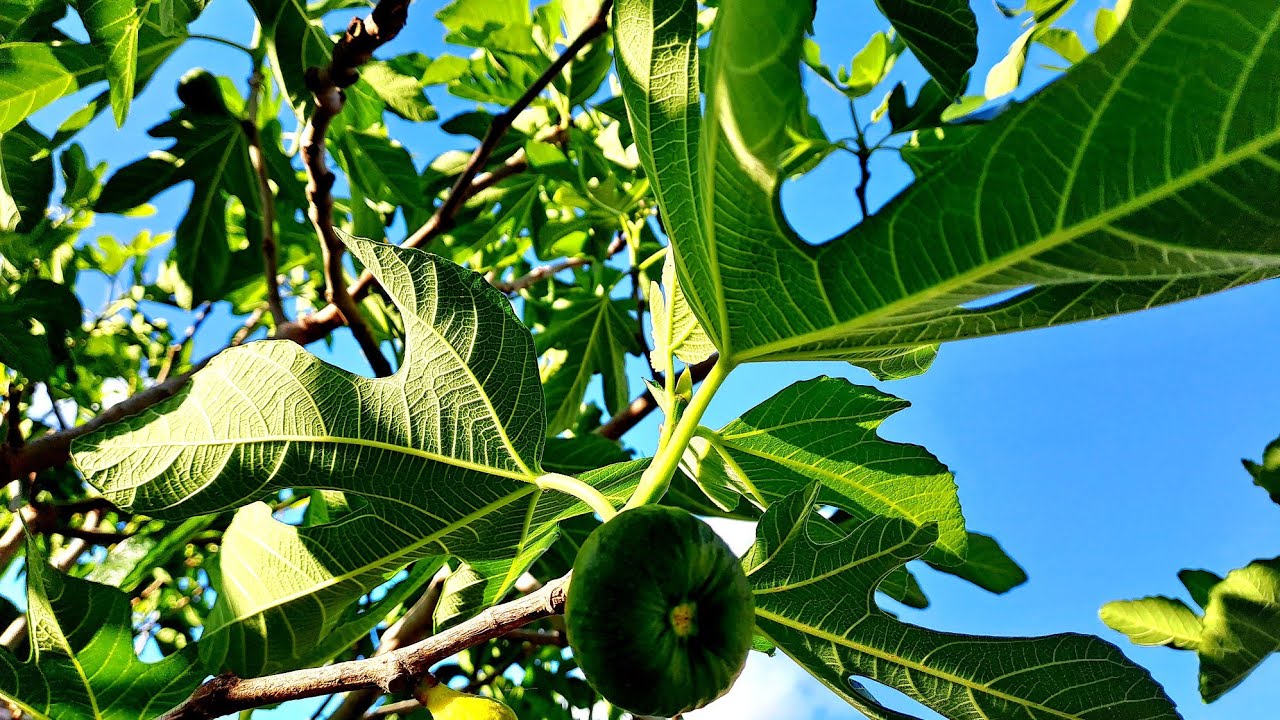 K&ouml;z&ouml;ns&eacute;ges f&uuml;ge(f&uuml;gefa &uuml;ltet&eacute;se,gondoz&aacute;sa)