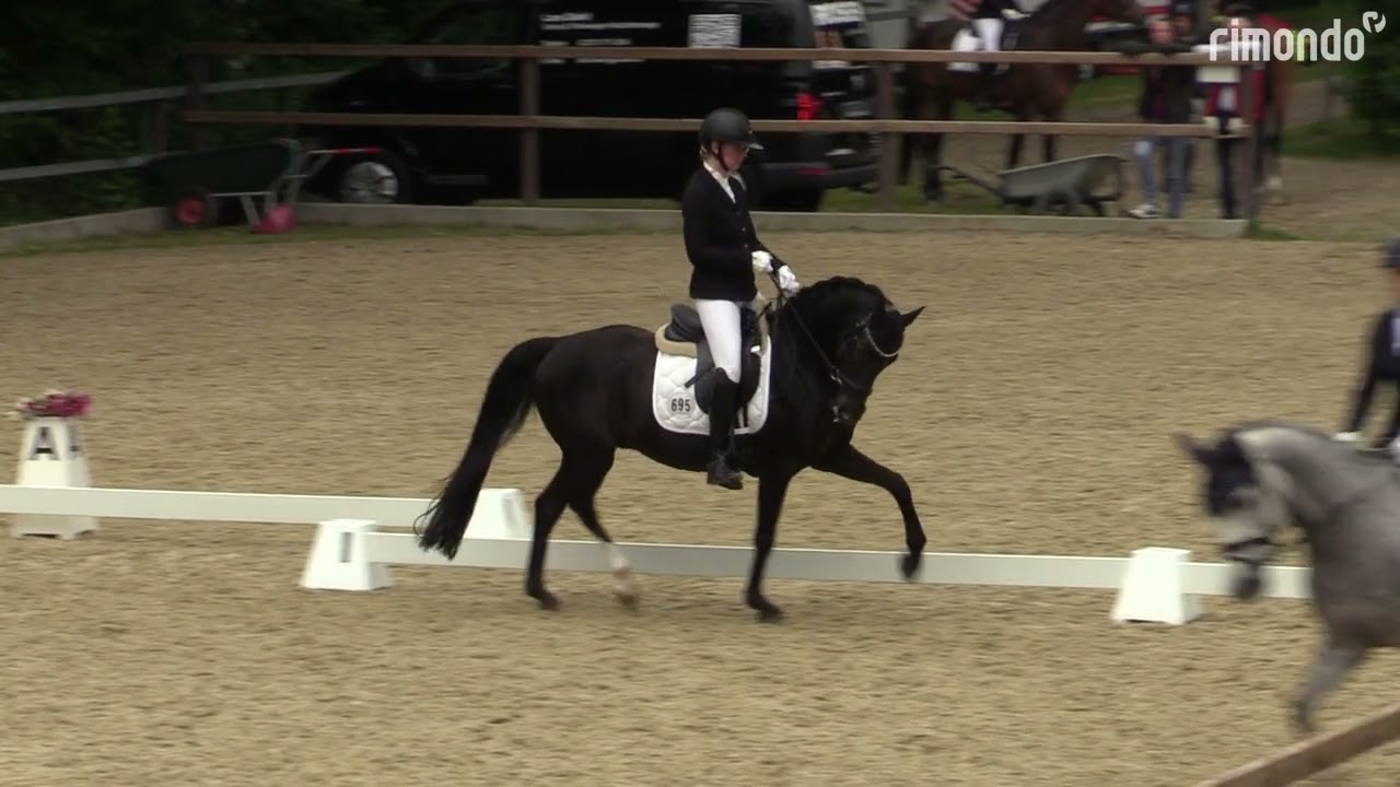 Cini Minnie 7,5 1. Platz A-Dressur Iserlohn Kalthof 17.05.2024