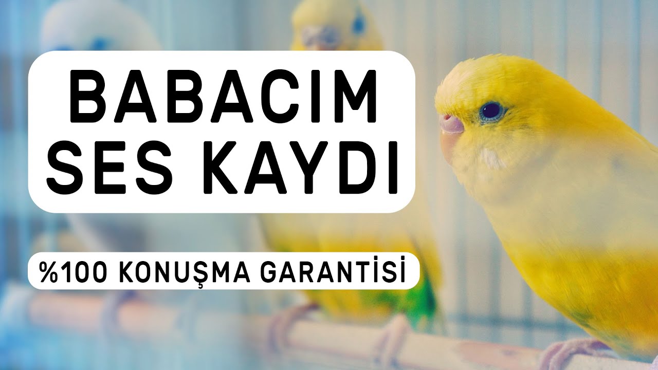 Babacım Ses Kaydı  %100 Konuşma Garantisi | 1 Ay Sonra Kuşunuz Konuşacak