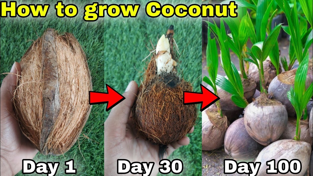 How to Grow Coconut tree at Home from seeds | नारियल का पौधा घर पे कैसे लगाए