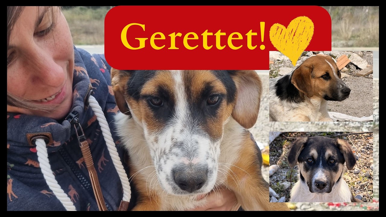 3 Hunde gerettet – doch Frido, Bruno & Gonzo brauchen noch Hilfe!