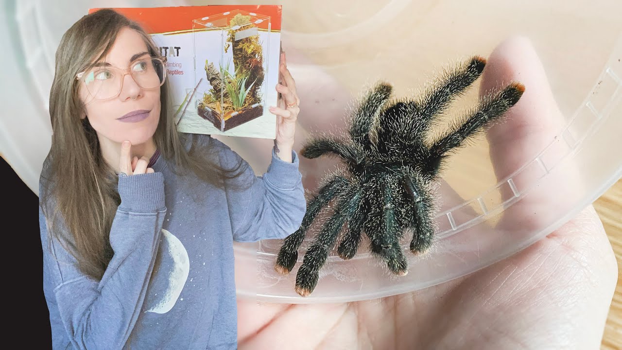 Zilla Micro Habitat VS Exo Terra VS Tarantula Cribs (Arboreal edition)