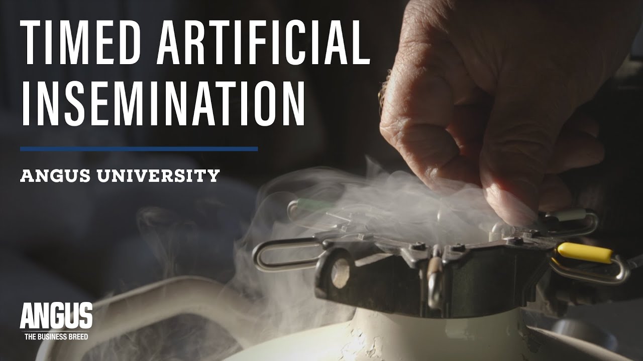 Why Timed AI - Benefits and Protocols in Cattle Artificial Insemination