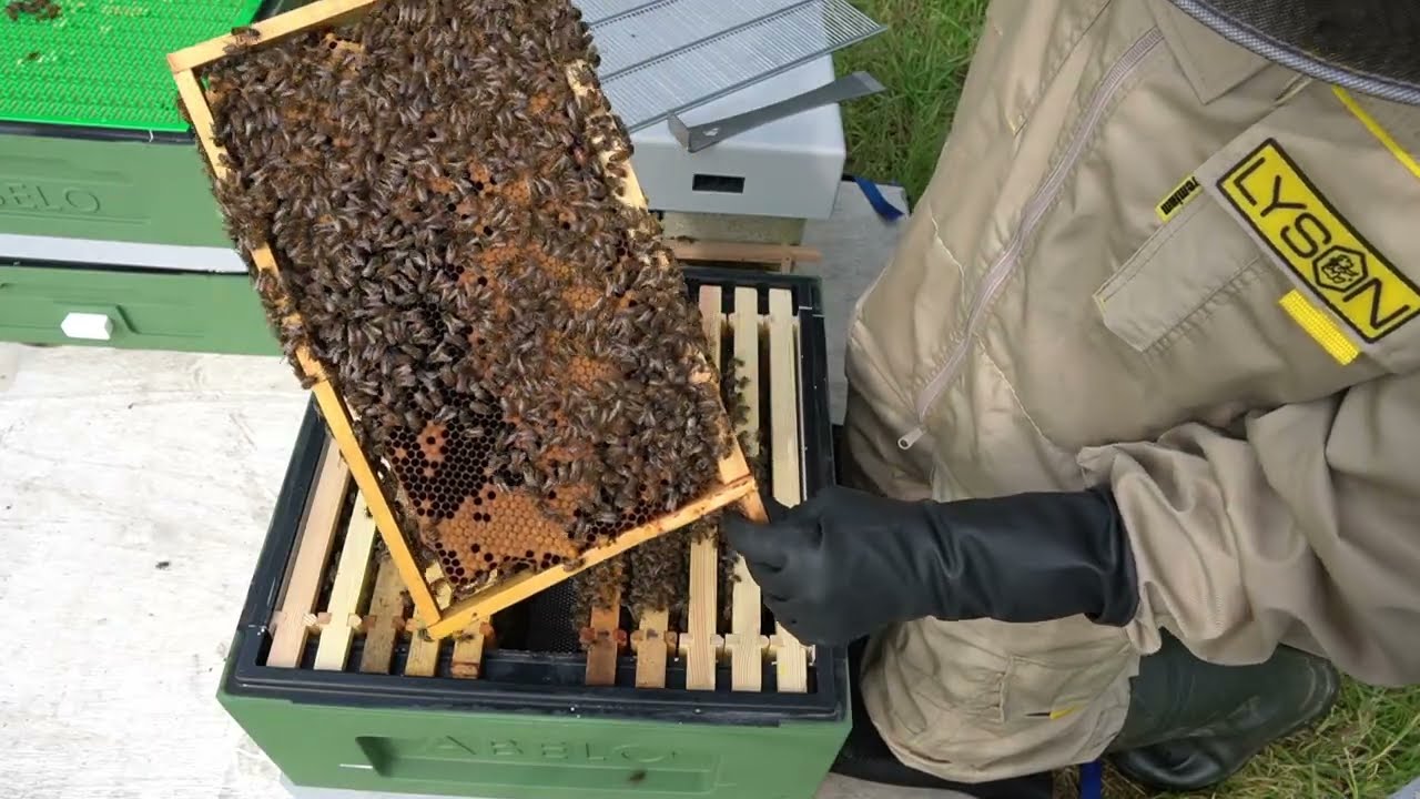 Shaking off the bees! | Becoming a Beekeeper | Episode 4