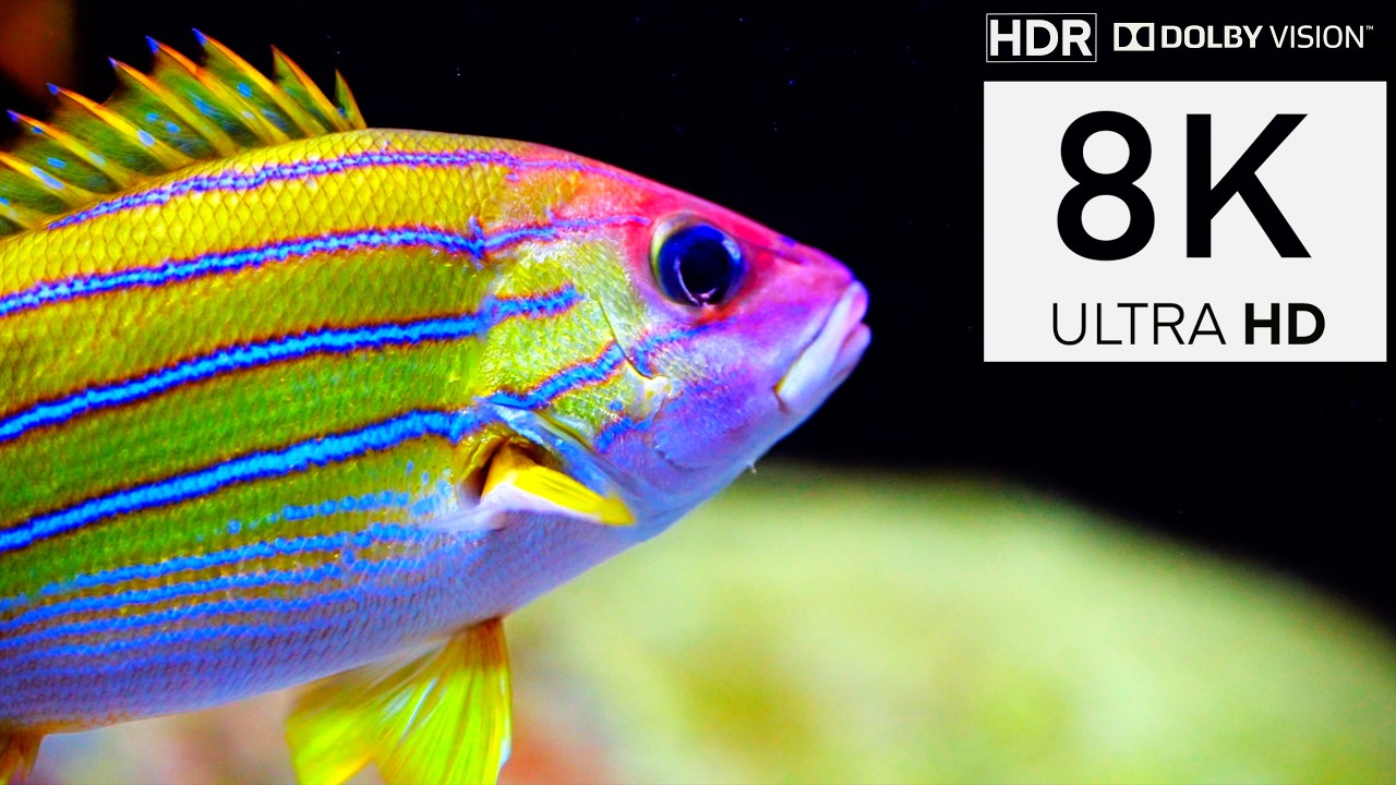 UNDERWATER PLANET 18K 60FPS - Earth Ultra HD