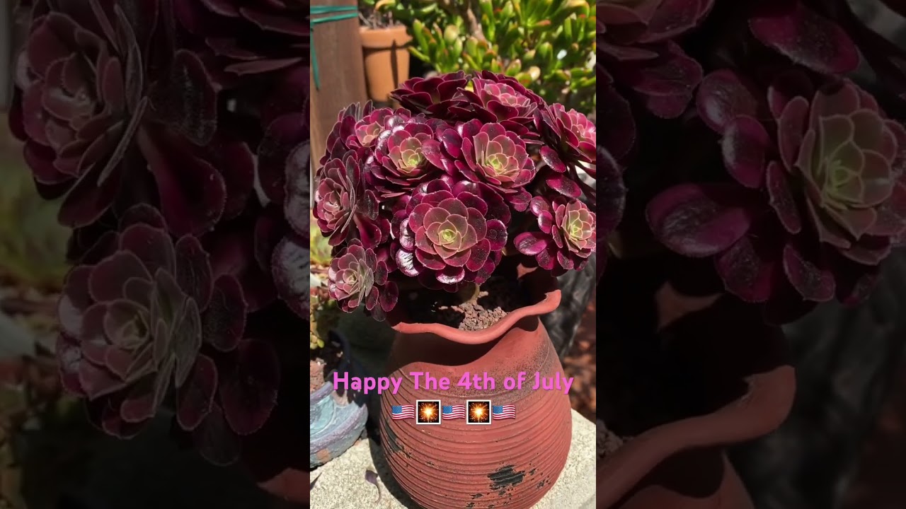 Aeonium Medusa 🤗❤️🌵🪴