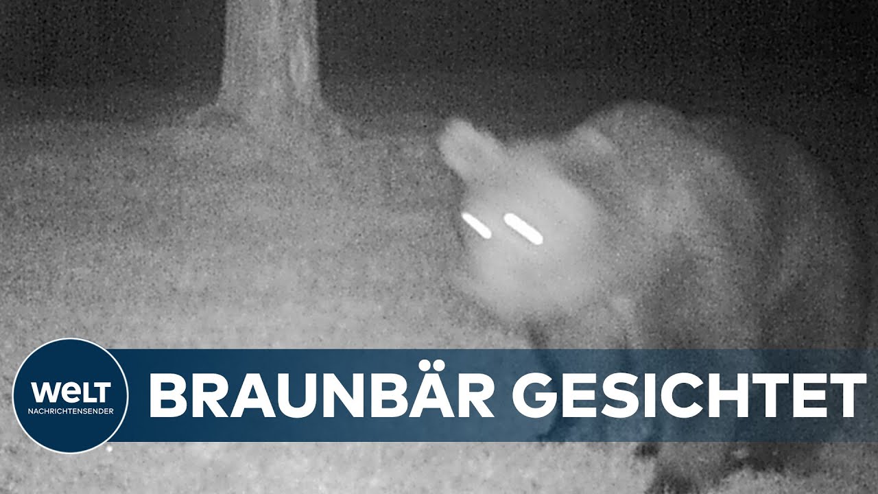 BRAUNBÄR IN OBERBAYERN GESICHTET: Trittspuren im Schnee entdeckt
