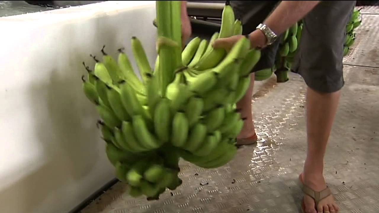 Bananas Under Threat From Panama Disease - Behind the News