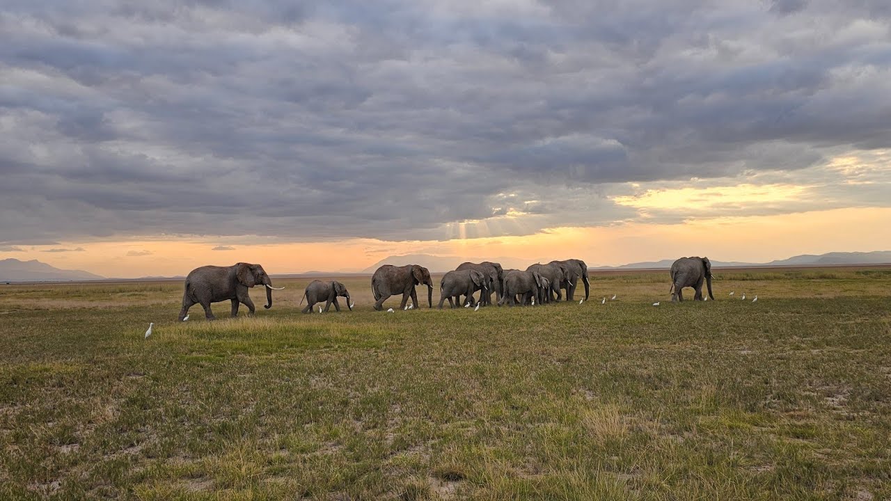 African Safari Day 1 - So Many Elephants! Camp Tortilis at Aboseli National Park