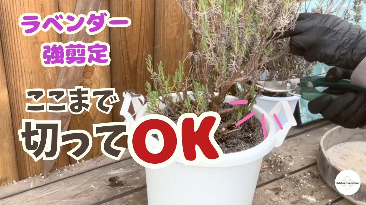 【園芸豆知識】ラベンダーの強剪定