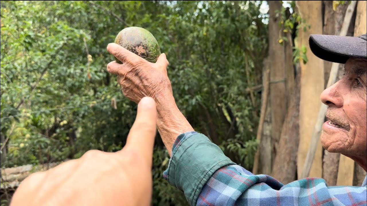 Se subió a un árbol de aguacate para comer en su almuerzo | tio Cheyo