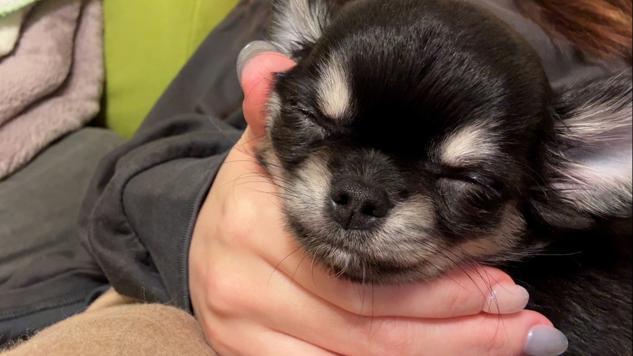 生後2ヶ月の子犬チワワ、ここで寝たがります