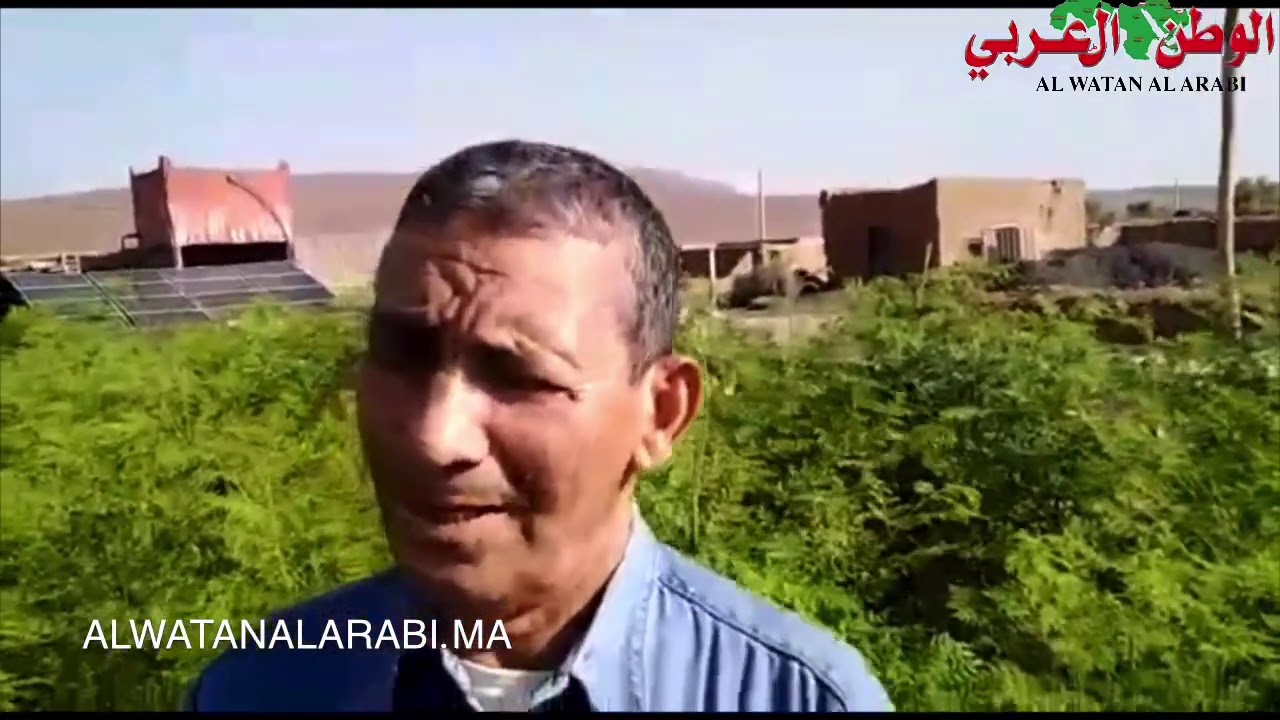 فوائد شجرة ألبان