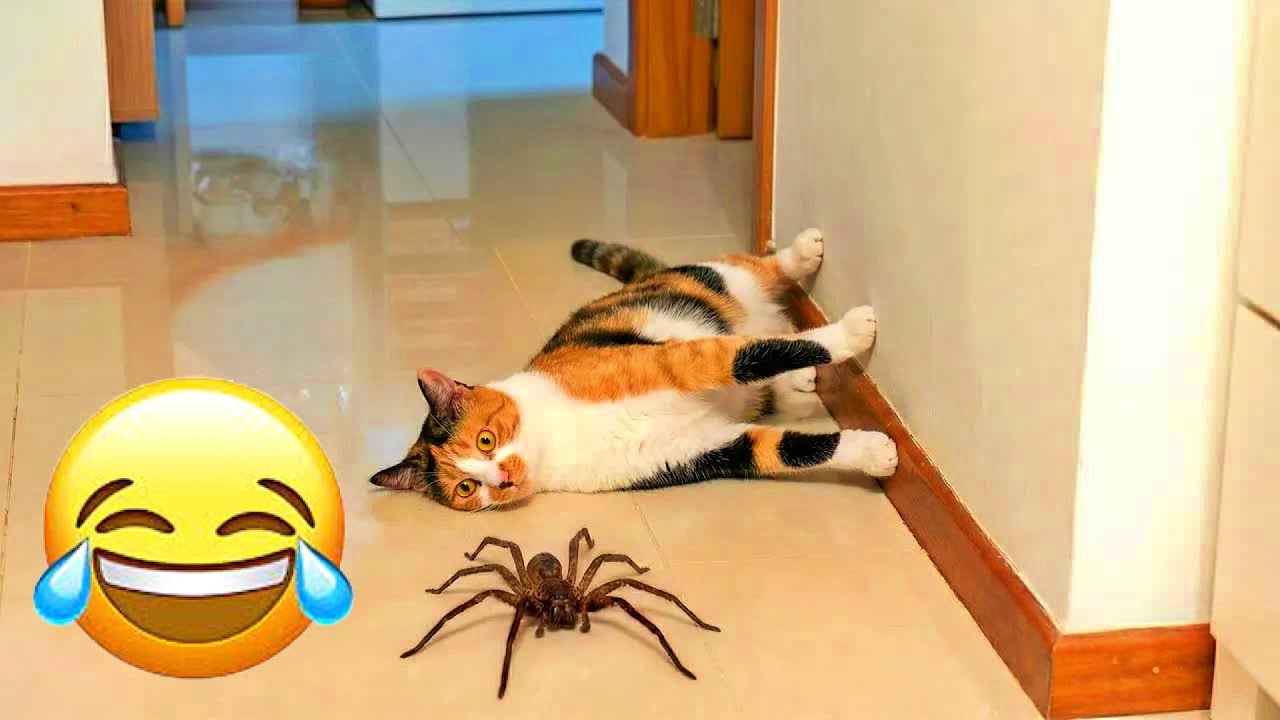 Mission Impossible: Feline Edition 😻🤑💖 | Hilarious Animal Pranks