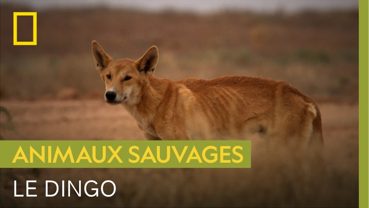 Cet ancêtre du chien a du mal à chasser pour se nourrir
