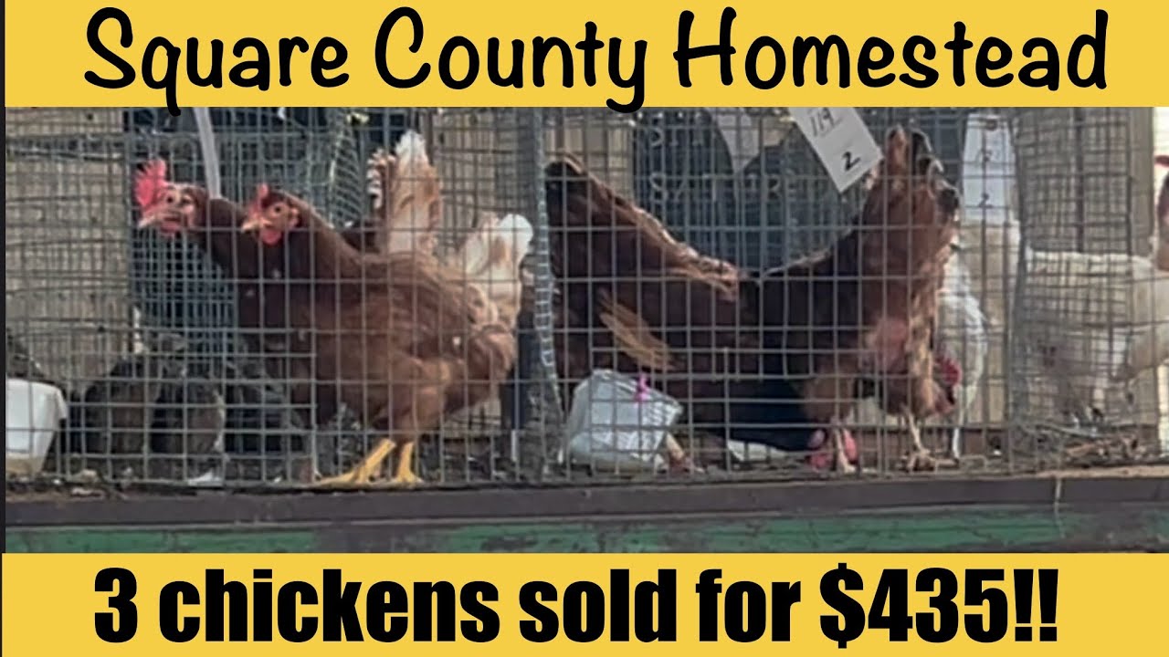 3 chickens sold for $435 at auction!