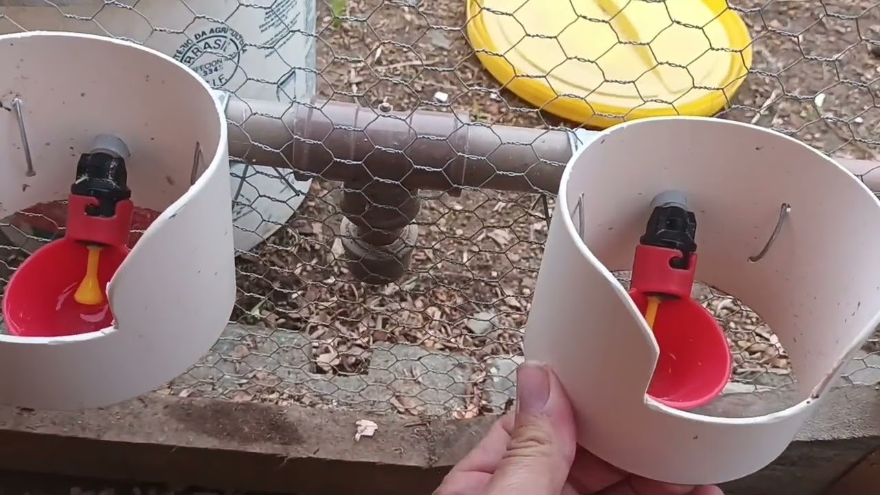 Como estalar bebedouro automatico para aves