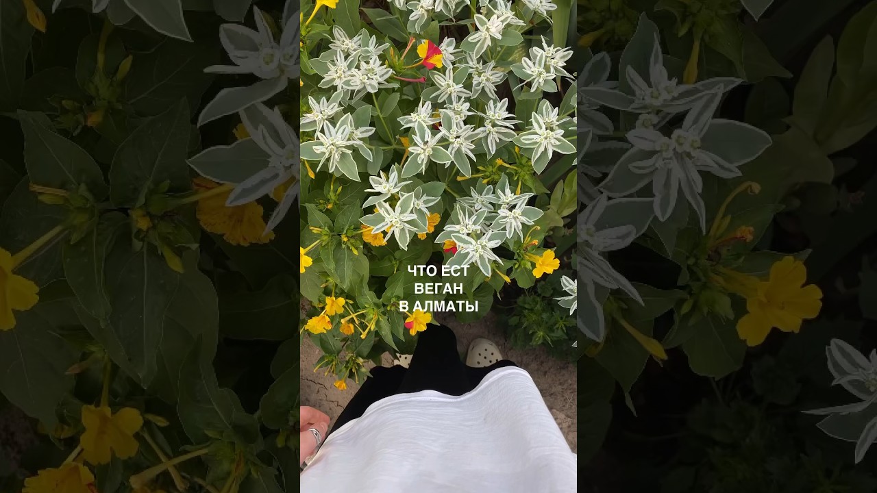 тгк: что-то на веганском 