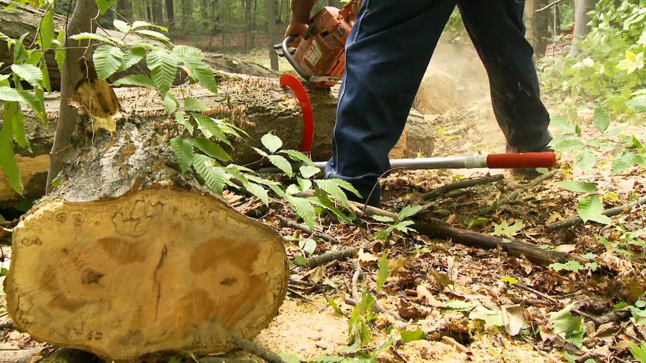 Woodchuck Timber Jack Tool Review