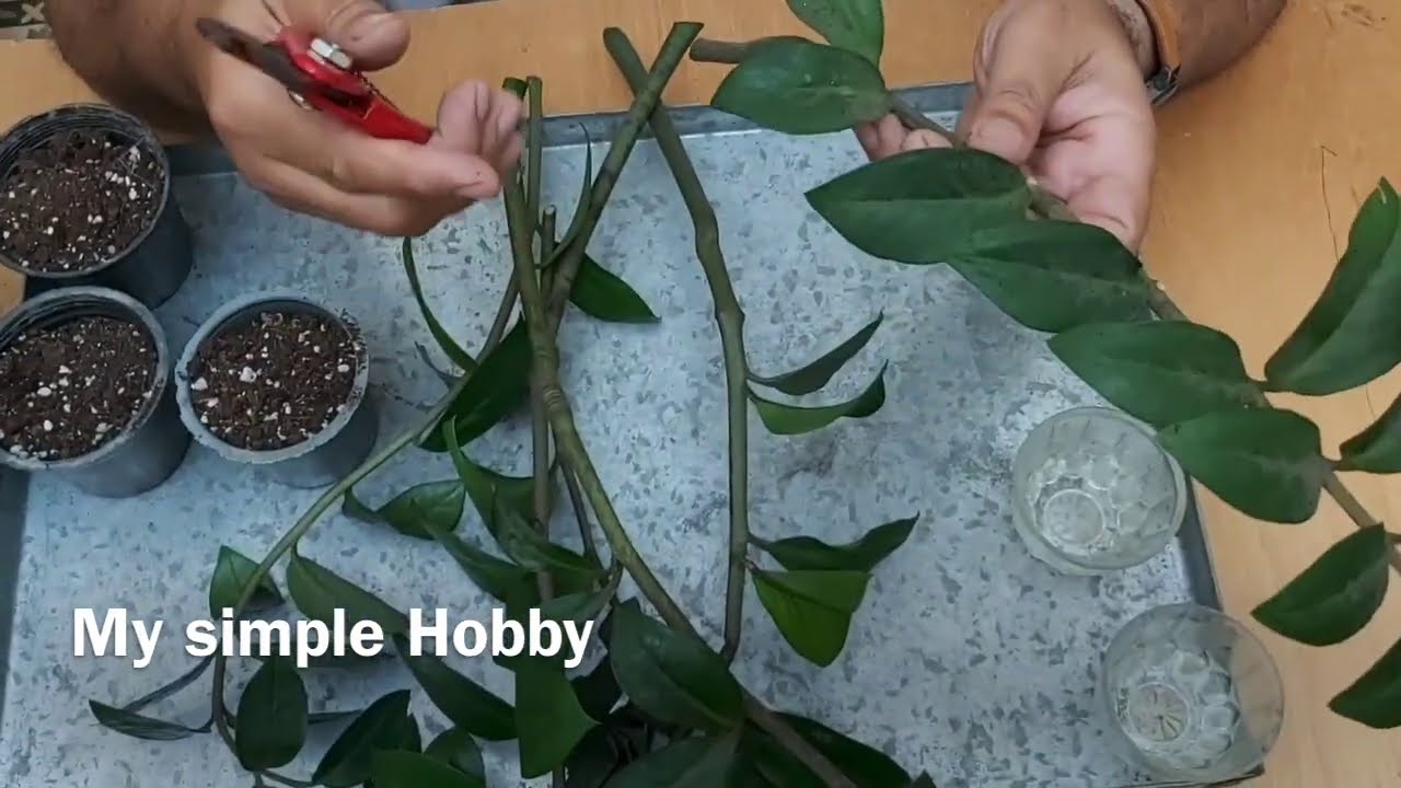 نبات الزاميا zamioculcas   موطنه الاصلي وطرق زراعاته واكثاره و العناية به