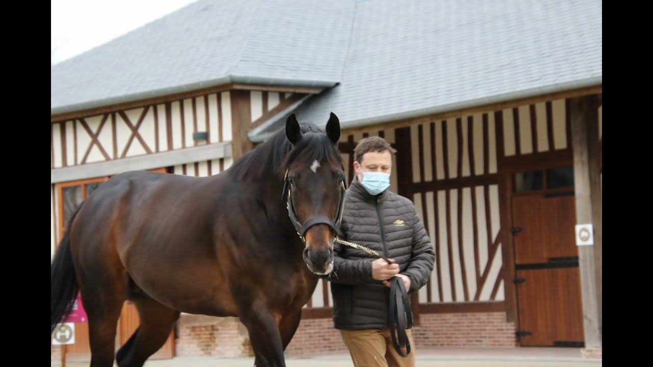 Route des Etalons 2022 : Wooded au Haras de Bouquetot