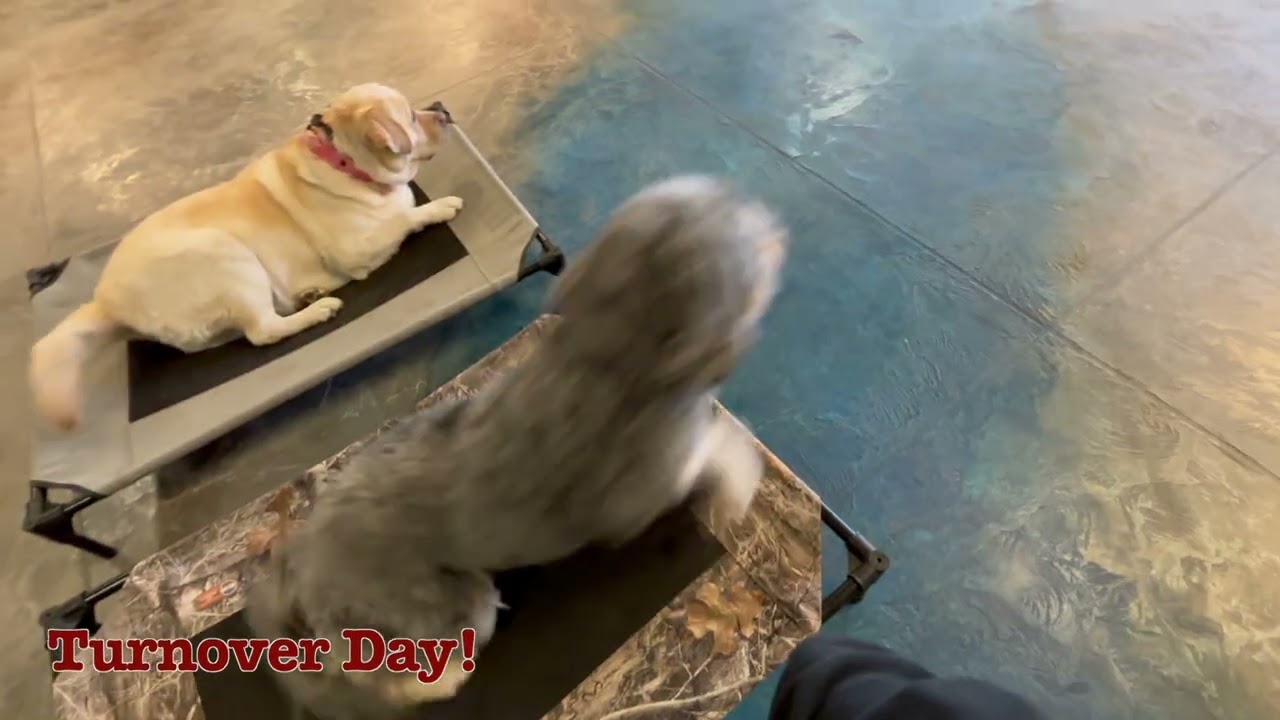 Jinger's 15 Day Board & Train | 1 year old Bernedoodle #bulletproofdogtraining #cincinnati