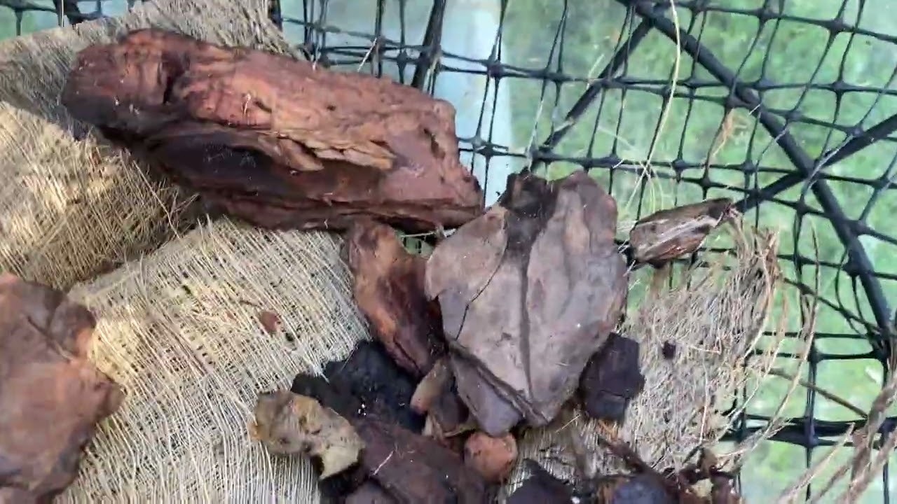Improvising coconut husk as orchid media#orchids #orchidcare