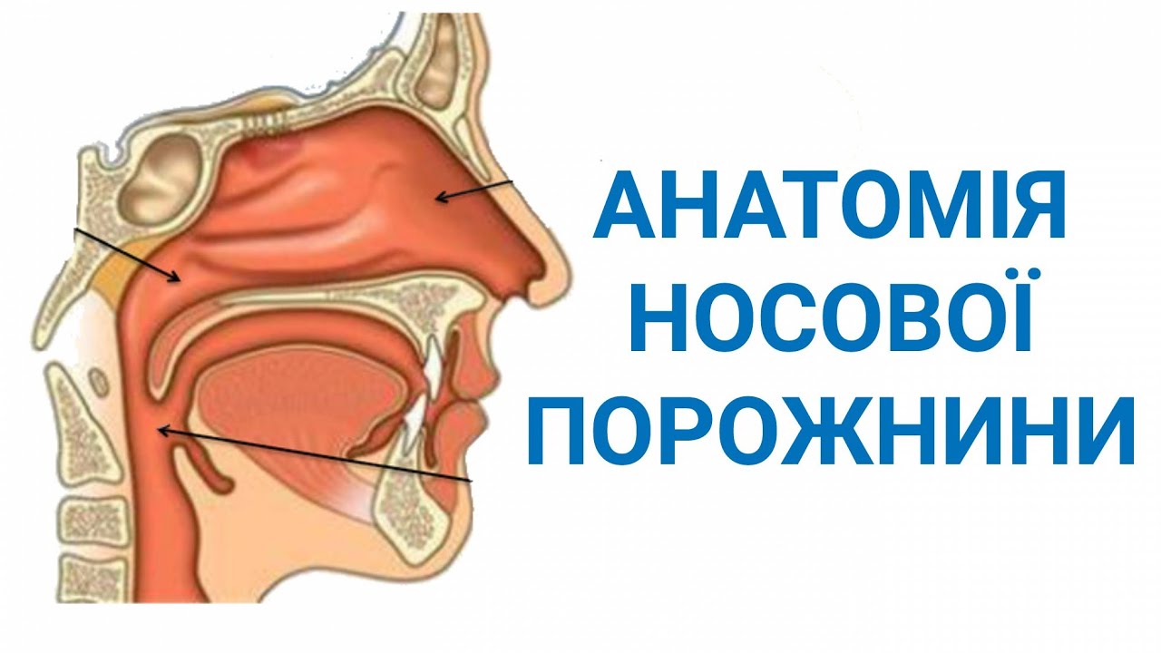 Анатомія носової порожнини