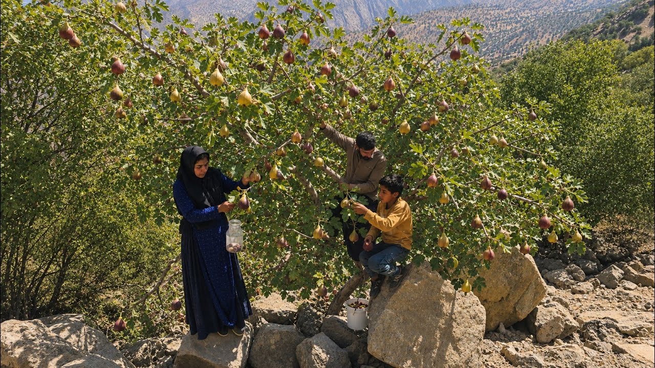 Mohsen and his family's amazing adventure in the heart of the Zagros Mountains | Picking wild figs