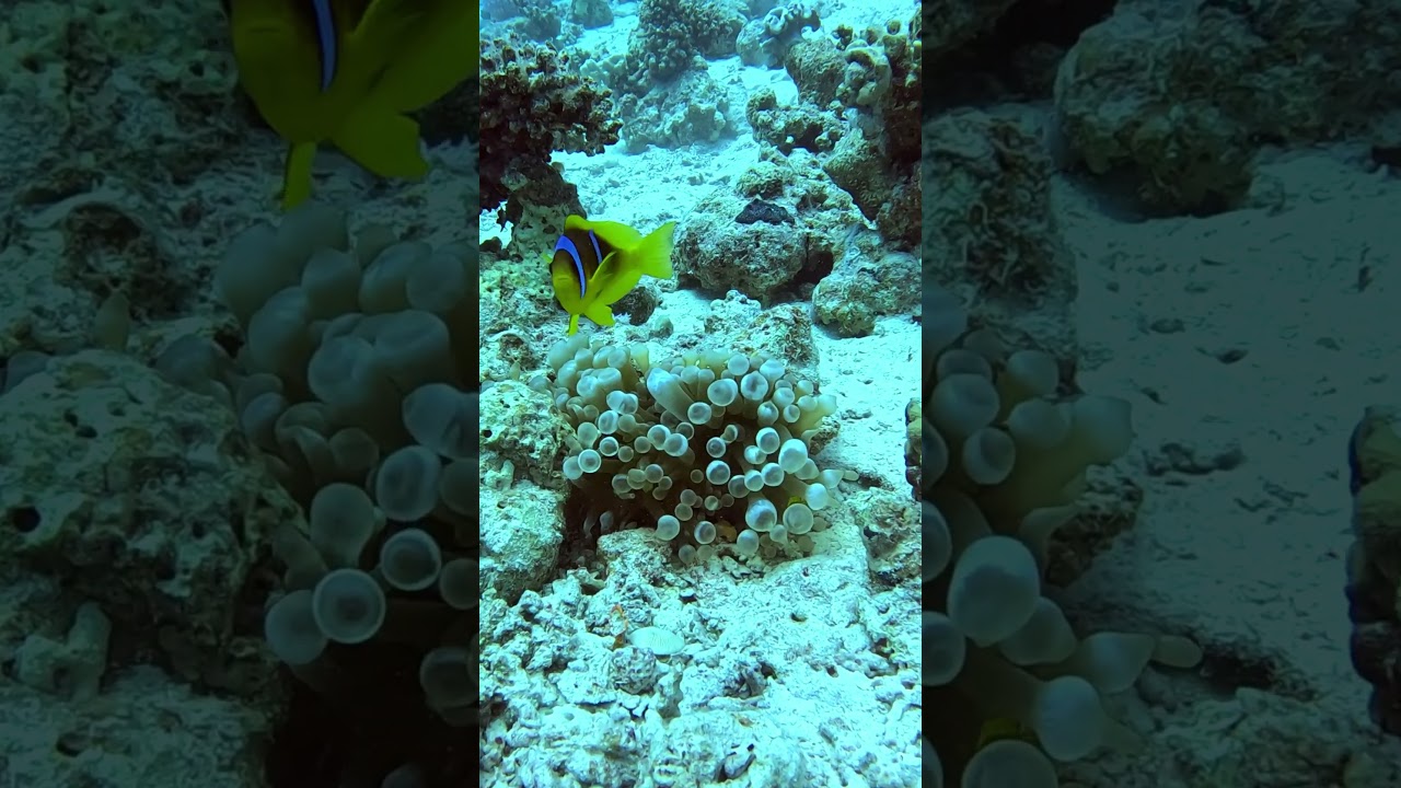 Red Sea Clownfish in Front of Its Anemone 🐠🌊 Stunning Reef Scene