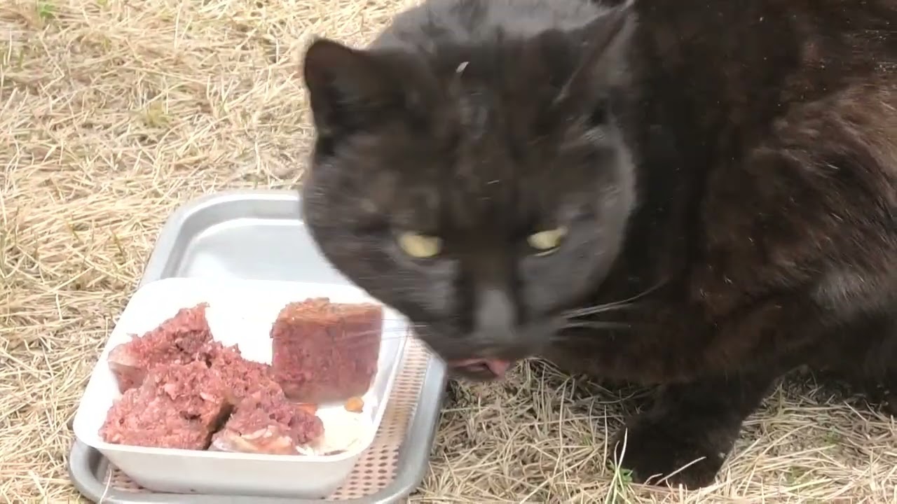 林崎散歩道地域猫ブラウン2026 3 10a