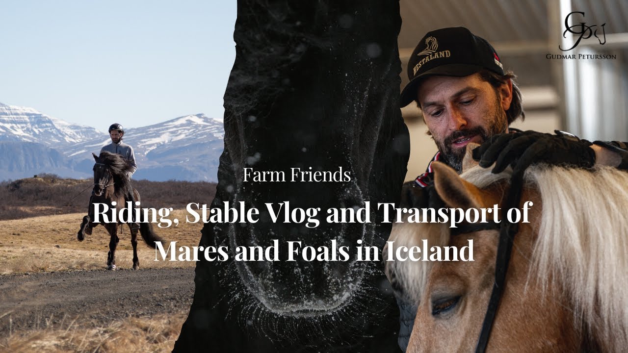FARM FRIEND: Riding, Stable Vlog and Transport of Mares and Foals in Iceland