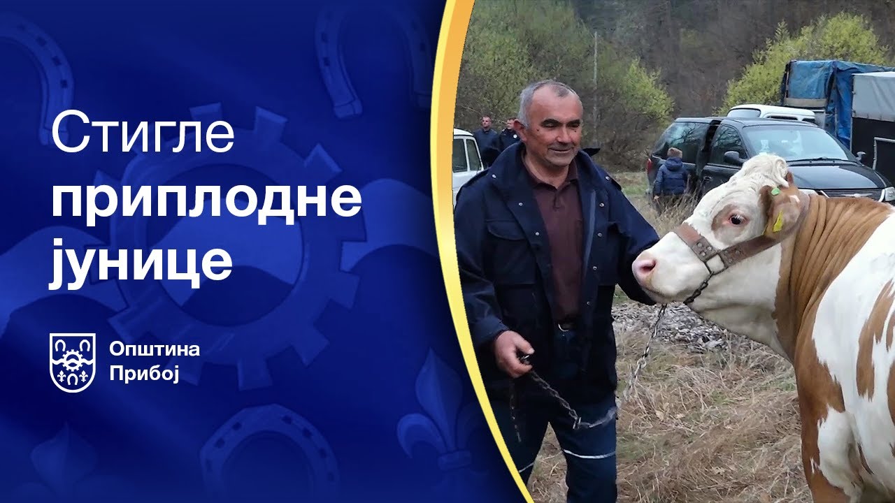 Стигле приплодне јунице