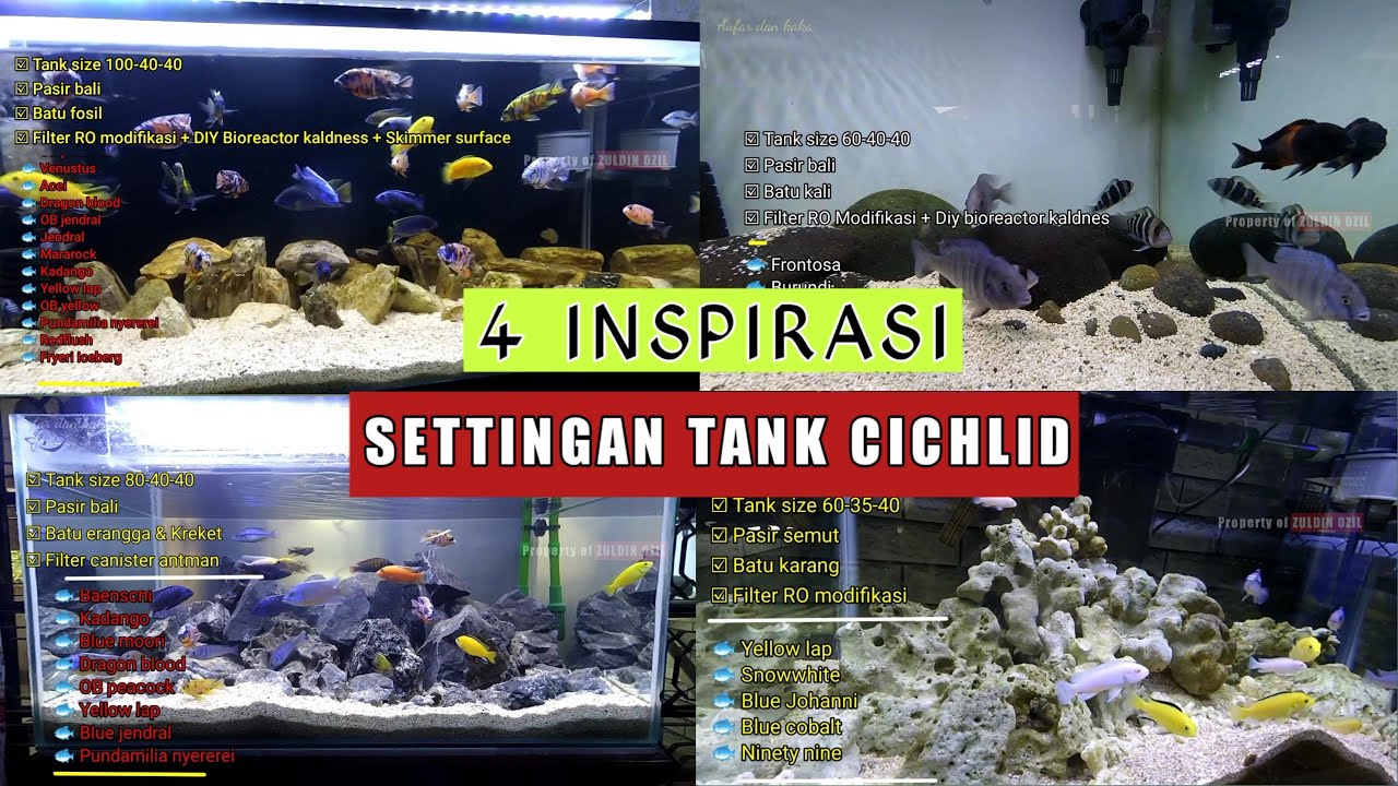 🔵 4  INSPIRASI SETTINGAN AQUARIUM CICHLID AFRIKA