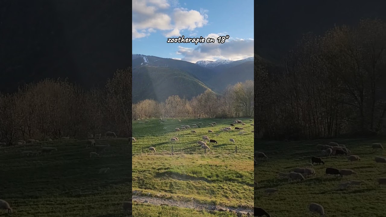 zootherapie petits moutons en montagne #montagne #zootherapie #moutons #nature #naturelover