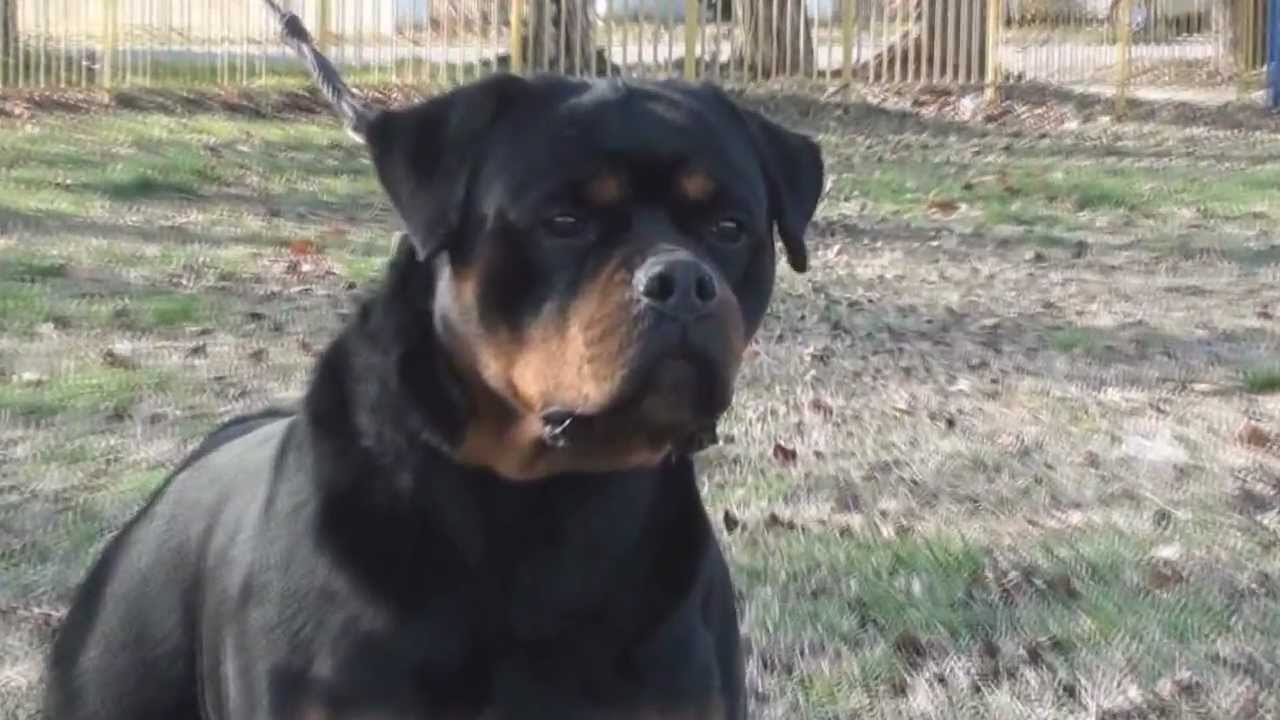 Arlos Majestic Rott