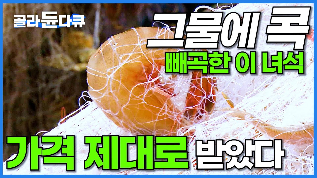 그물 200개에 다닥다닥! 덩치 큰 고기보다 몸값 더 좋다는 자연산 대하?│새벽 2시 영광대하잡이│만선 새우잡이 먹방│극한직업│#골라듄다큐