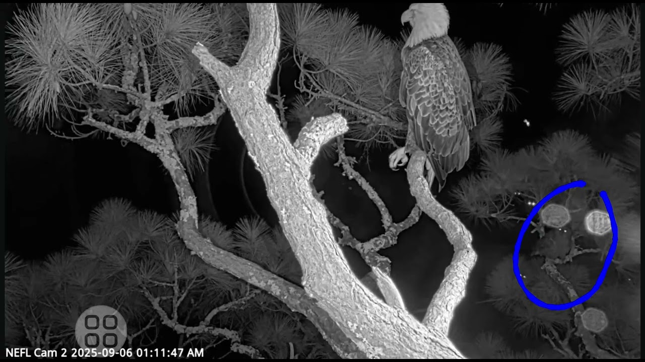 Barred Owl "welcomes" Gabrielle's return. 