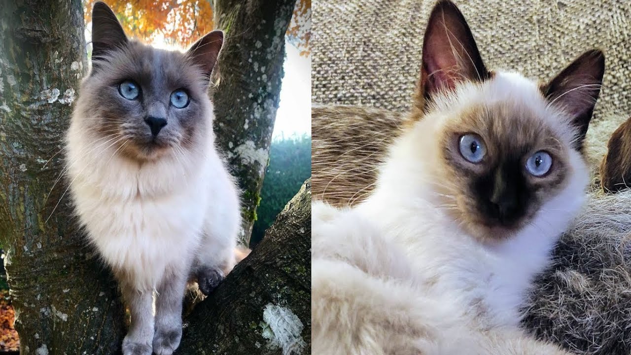 BALINESE CATS 2021