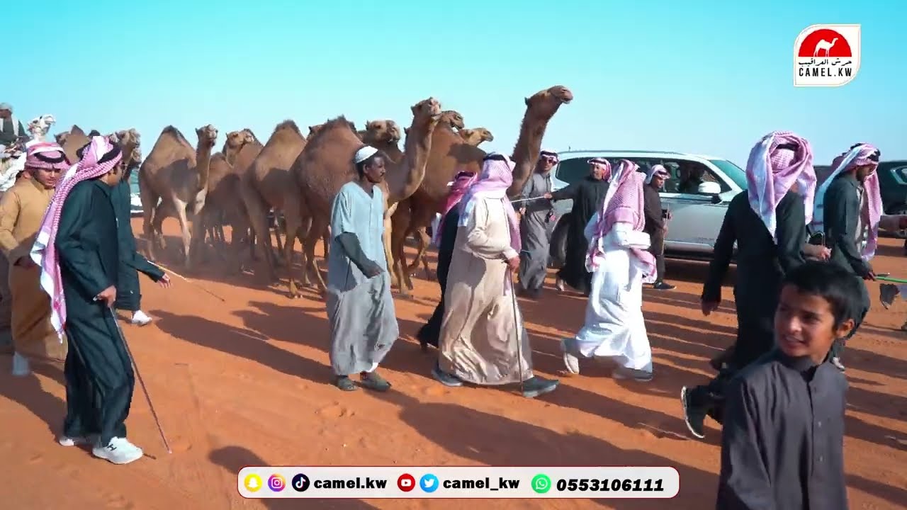 مسيرة/  بندر بن صحن بن غنيم بن شوية #مهرجان_الملك_عبدالعزيزللإبل8
