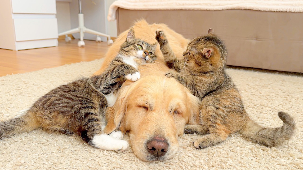 This Golden Retriever Got Stuck Between Fighting Cats — Chaos Follows