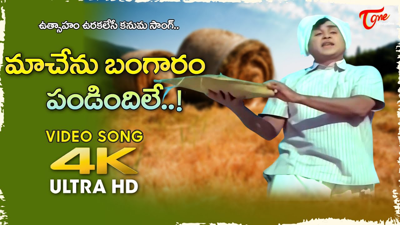 Kanuma Spl 2026 | Ma Chenu Bangaram Pandindile Song 4K | #ANR Datta Puthrudu | Old Telugu Songs