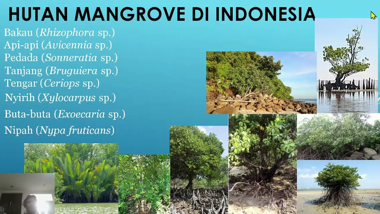 Menyelami Keanekaragaman Hayati Laut: Ekosistem Pesisir yang Tergenang Air