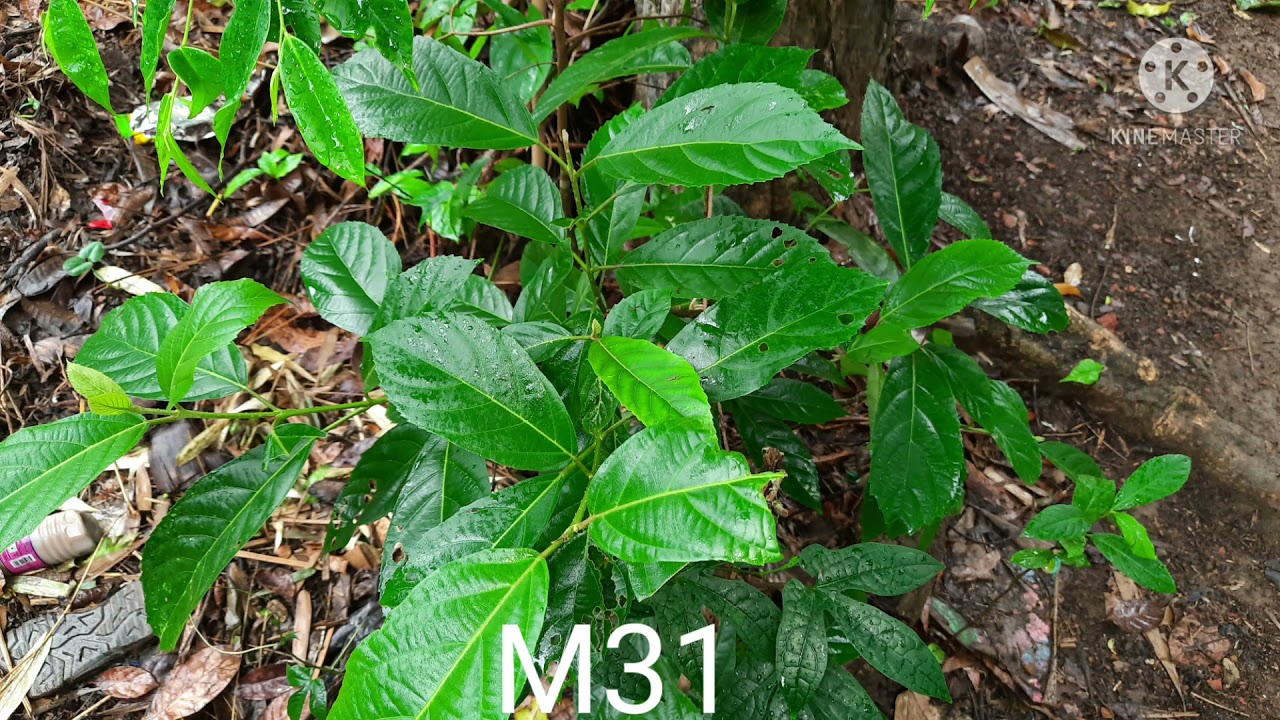 Samsung M31 Review | Samsung M31 Camera Test | Samsung Galaxy M31 Camera Review | Samsung New Phone