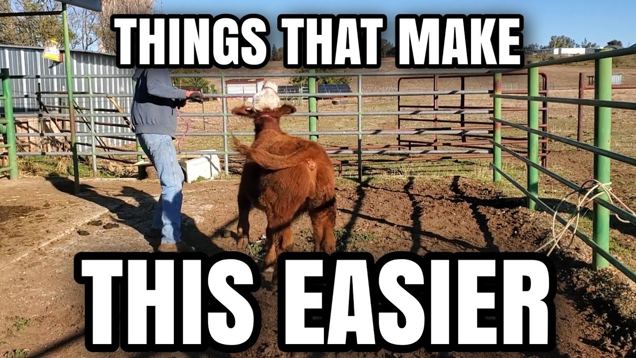 HOW to HALTER BREAK your CALF in TWO Days!! #homesteading #cows #farm #ranch
